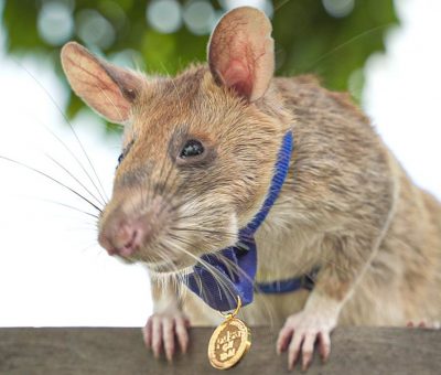 ‘Hero rat’ Magawa dies at the age of eight