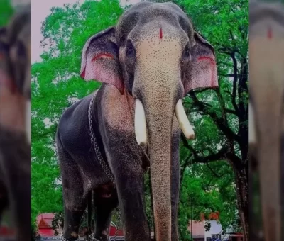 The ‘killer’ Indian elephant who’s loved and feared