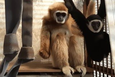 A gibbon who lived alone in her cage had a baby, zookeepers finally know how